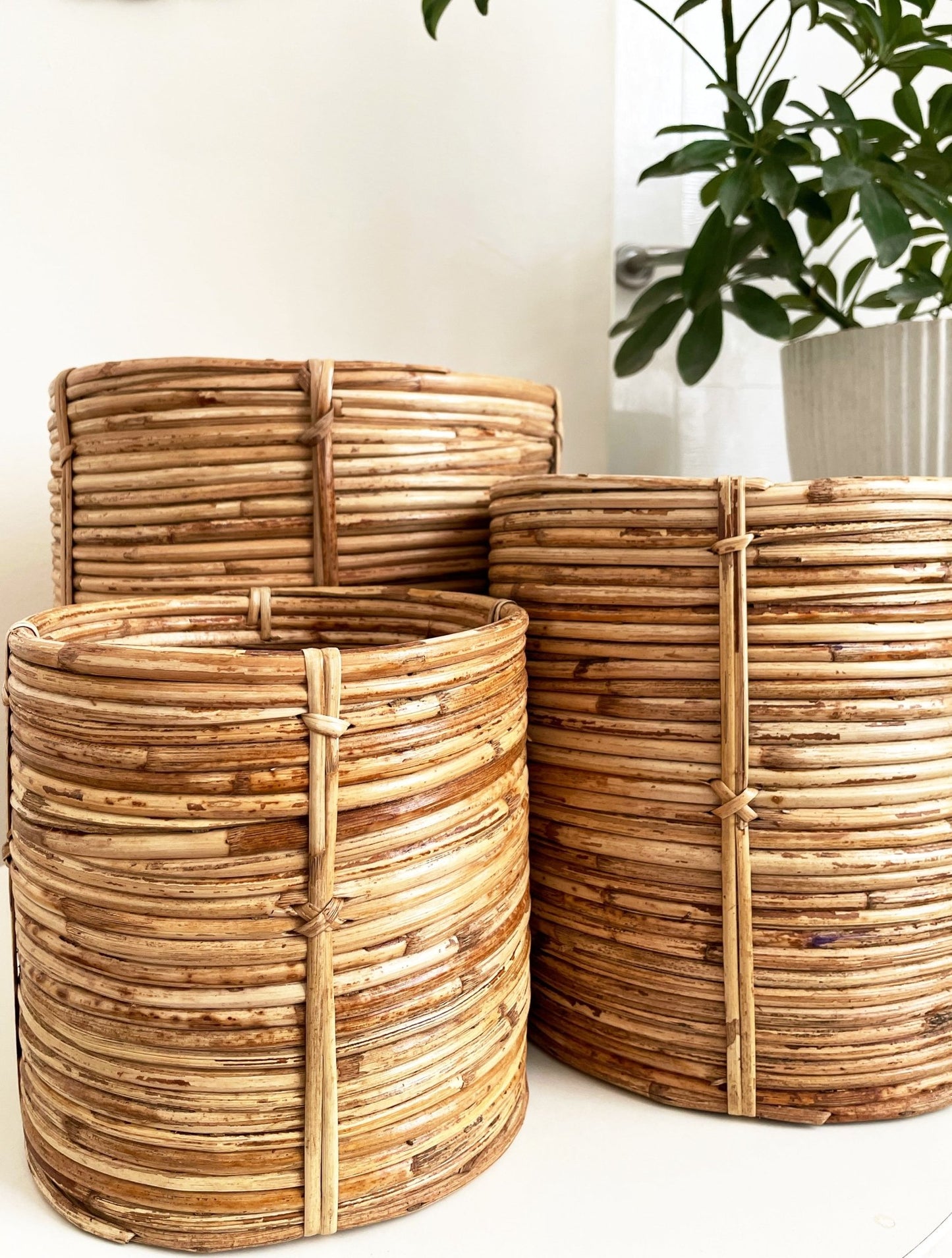 Coiled Cane Planter/ Storage ︳Small.